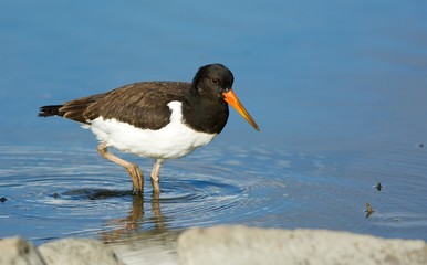 Eurasin Oystercatcher on the west coast in Sweden