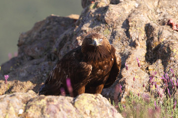 golden eagle fly