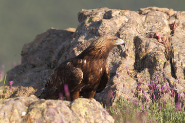Golden eagle on the mountains