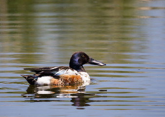 Northern Shoveler