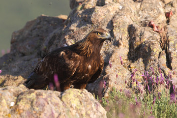 Golden eagle on the rocks