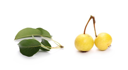 European wild yellow pears, pyrus communis with twig isolated on white background