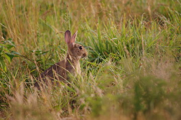 Lapin aux aguets