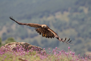 Golden eagle fly