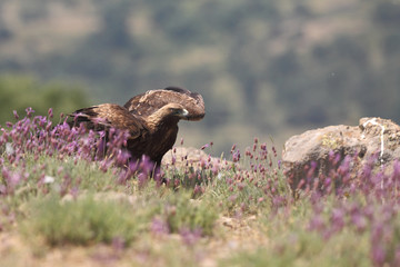 Golden eagle on the rocks