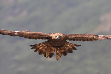 Golden eagle fly