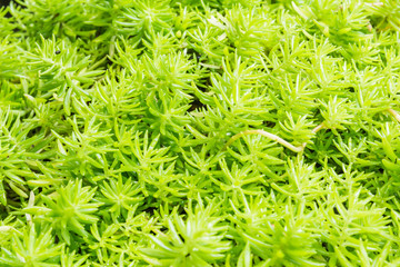Closed up gold moss sedum background.