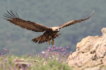 Golden eagle fly