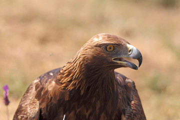 golden eagle fly