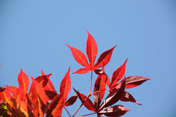 Leaves 06