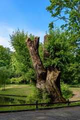 Natur in der Stadt: Baumstumpf im Stadtpark Berlin-Lichtenberg