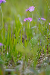 Mehlprimel,Primula farinosa