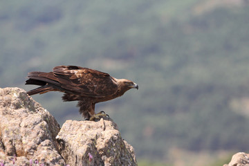 Golden eagle on the mountains