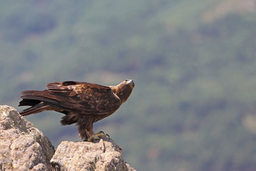 Golden eagle on the rocks