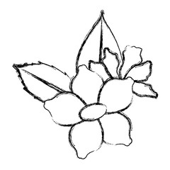 Beautiful decorative flowers icon vector illustration graphic design