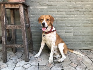 beagle dog