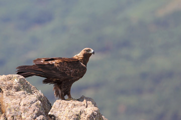 Golden eagle on the rocks