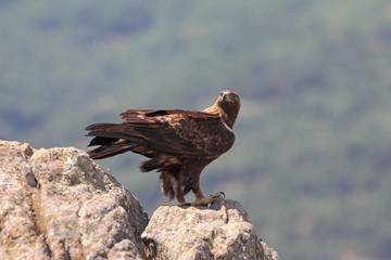 Golden eagle on the rocks