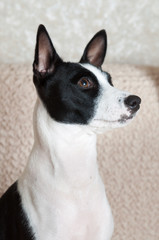 black and white Basenji dog portrait