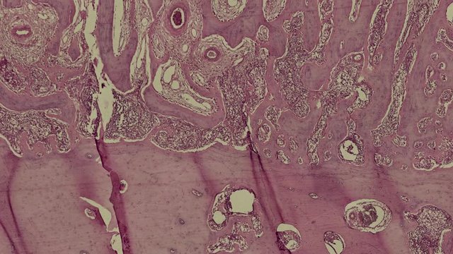 human body cells under a scientific microscope