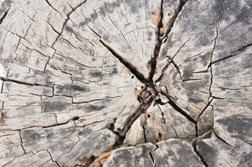 tree bark texture