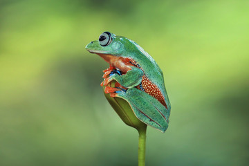 Tree frog, flying frog