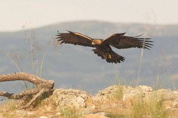 Golden eagle fly
