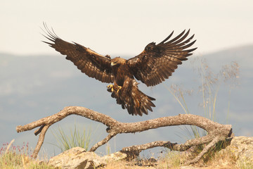Golden eagle fly - 170621505