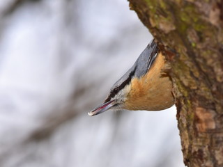 nuthatch in wintertime