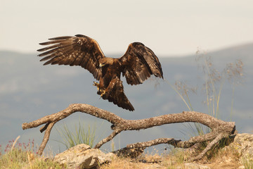 golden eagle fly