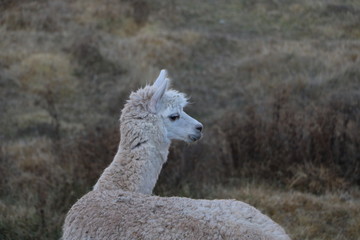 Llama during sunset time in Cusco, Peru