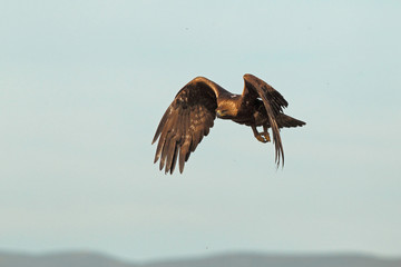 Golden eagle fly