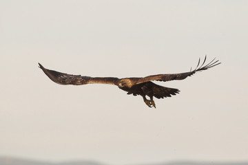 Golden eagle fly - 170621787