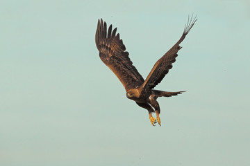 Golden eagle on the mountains