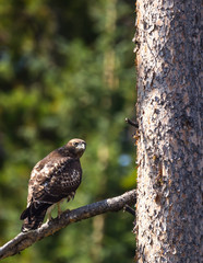 Swainson's Hawk