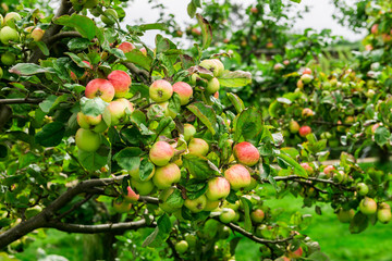 Apple trees  in the Garden during Autumn, UK