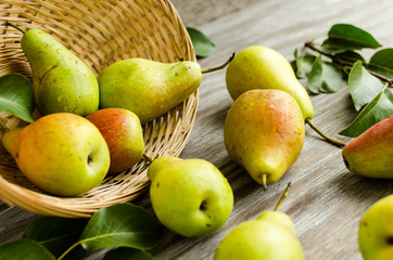 Lot of ripe pears spilled out of a basket