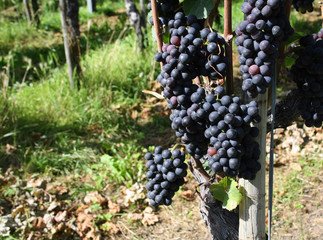 reife, blaue Trauben vom Blauburgunder, Weinstock - black grape