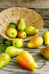 Lot of ripe pears spilled out of a basket