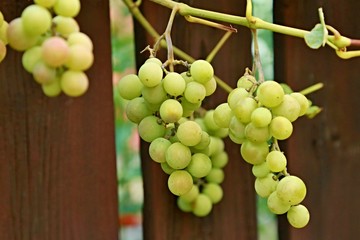 Green grapes on vineyard 