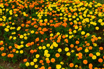 Vibrant tagetes flowers