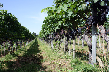 Fototapeta na wymiar Weinreben Blauburgunder im Weinberg Graubünden - vineyard in switzerland