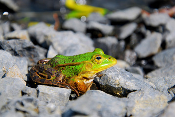 Frog