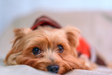 Portrait of a Yorkshire terrier