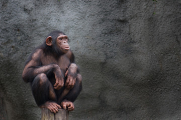 Young chimpanzee alone portrait, sitting crouching on a piece of wood with crossed legs and staring at the horizon in a pensive manner against a dark gray background.