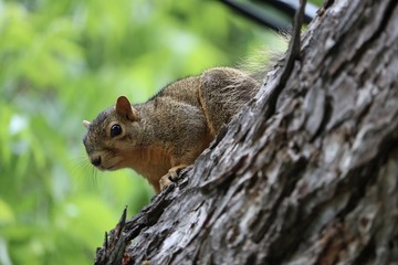 Close up of a squirrel in a tree against a green background