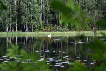 Beautiful swans on the finnish lake with green forest background