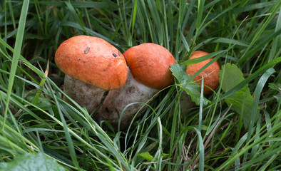 гриб Подосиновик 