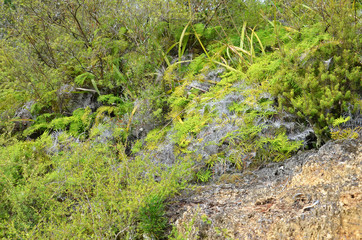 Flora from New Zealand