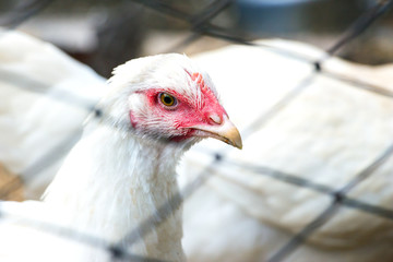 Portrait of a young white chicken on a natural background